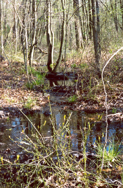 Water flowing out of an overfilled vernal pool Water flowing out of an overfilled vernal pool. Credit: Betsy Leppo